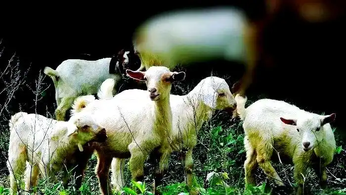 未来羊价格行情预测_全球羊肉价格暴涨_羊肉市场供需失衡原因