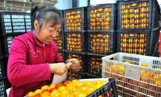 乡村食材王国农业面食生产_碳的生产和营销费用低廉收益丰厚_农村小投资创业好项目大全