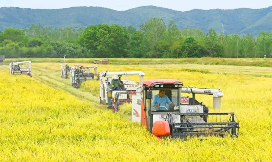 农村劳务承包公司兴起，承接广泛业务助力农村发展