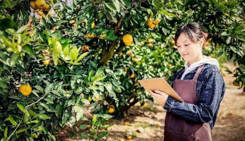 农产品销售代理人_农村小投资创业好项目大全_农村小包工头