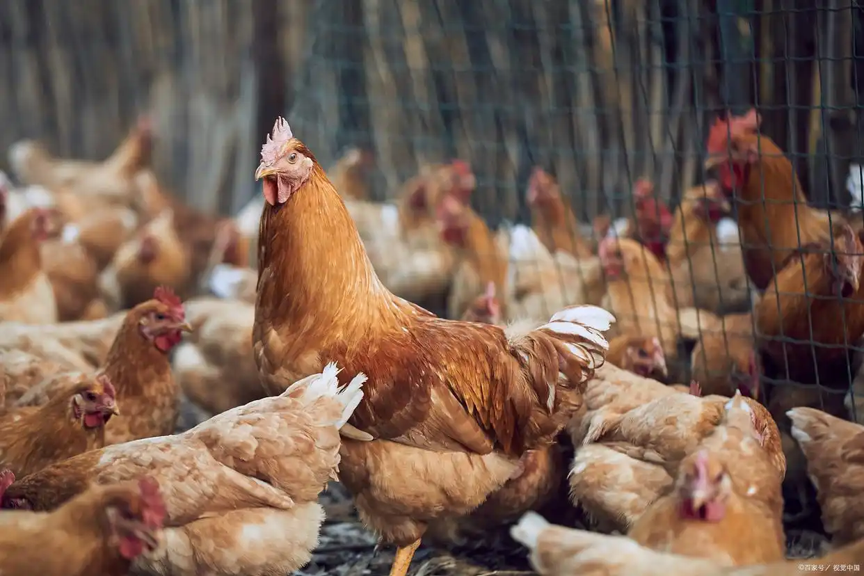 农村创业选养殖业？这些低风险养殖项目快来了解下