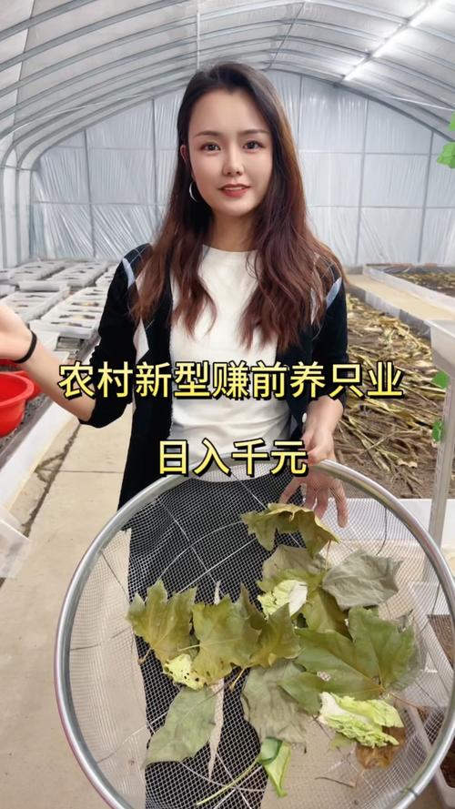 农村小投资创业好项目大全_生态土鸡林下散养_低投入快周转高溢价养殖项目