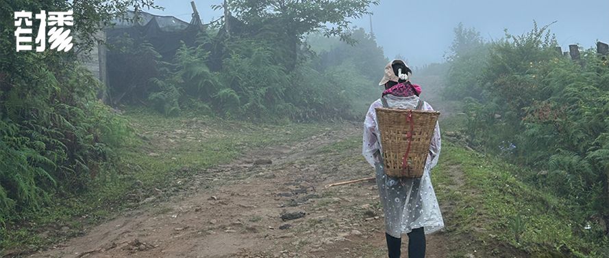 淘宝新增众多中小商家，云南山货主播借产业带扶持获成功