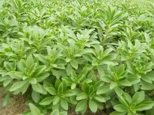 高收益低投入野菜种植_农村种植野菜创业_农村妇女想致富有什么好项目