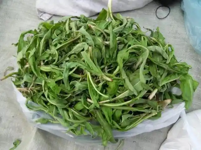 高收益低投入野菜种植_农村种植野菜创业_农村妇女想致富有什么好项目