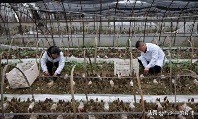 返乡创业正当潮，靠啥项目能脱颖而出？这些要点你得知道